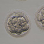 受精卵の写真